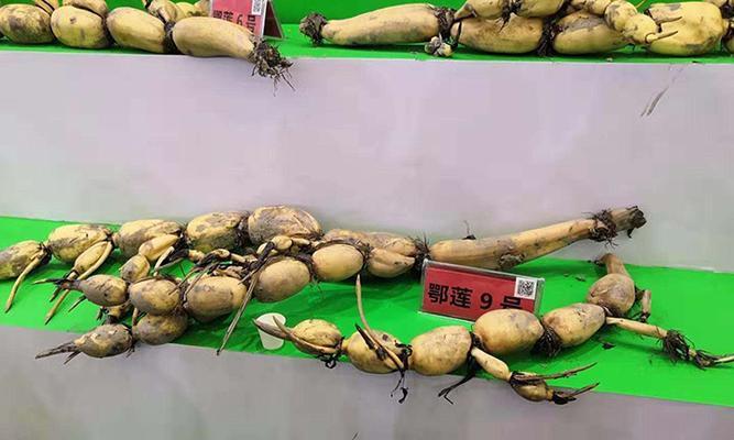 农业巨无霸植物有哪些种类？它们的特点是什么？