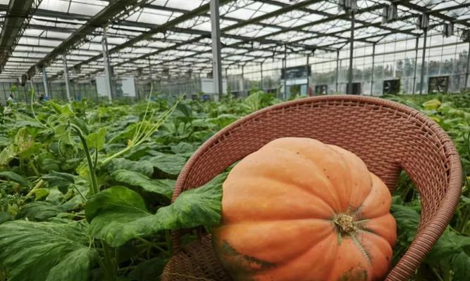 农业巨无霸植物有哪些种类？它们的特点是什么？