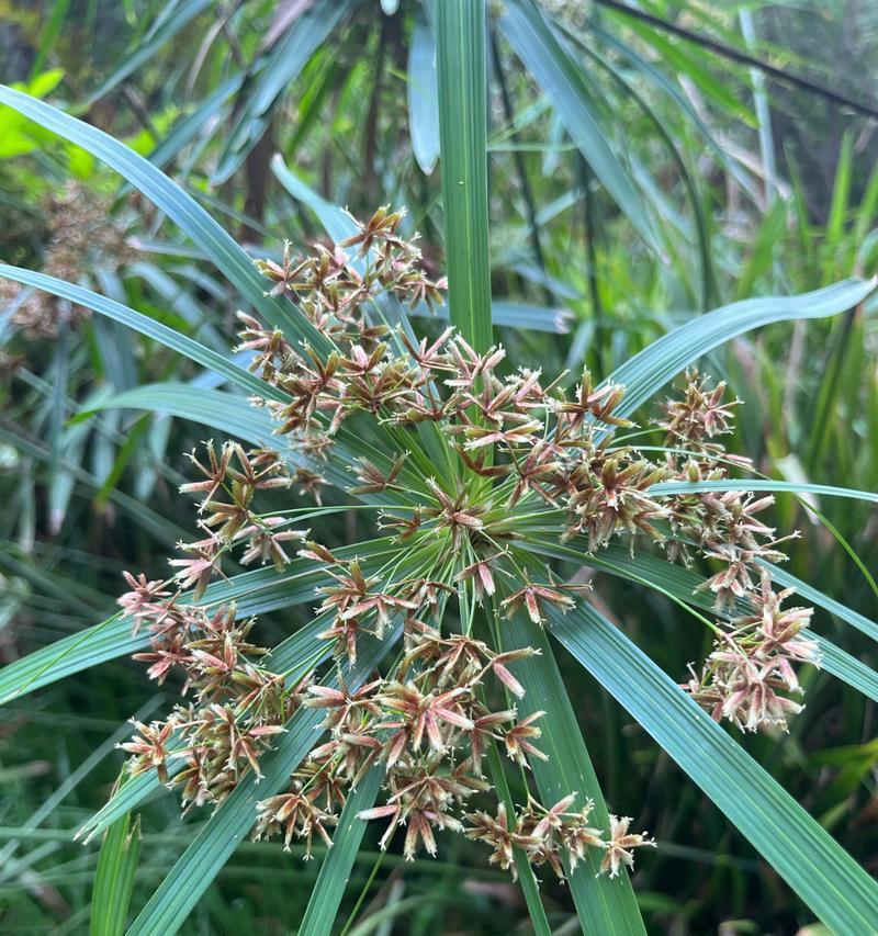 水草植物茂盛的地方通常在哪里？如何选择适合的水草植物？