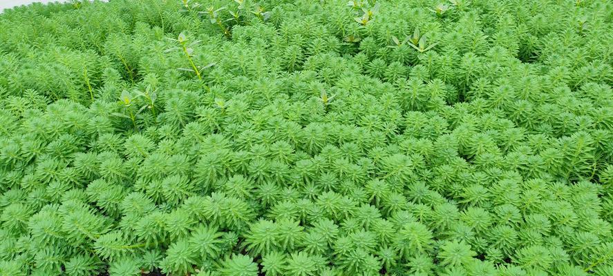 水草植物茂盛的地方通常在哪里？如何选择适合的水草植物？
