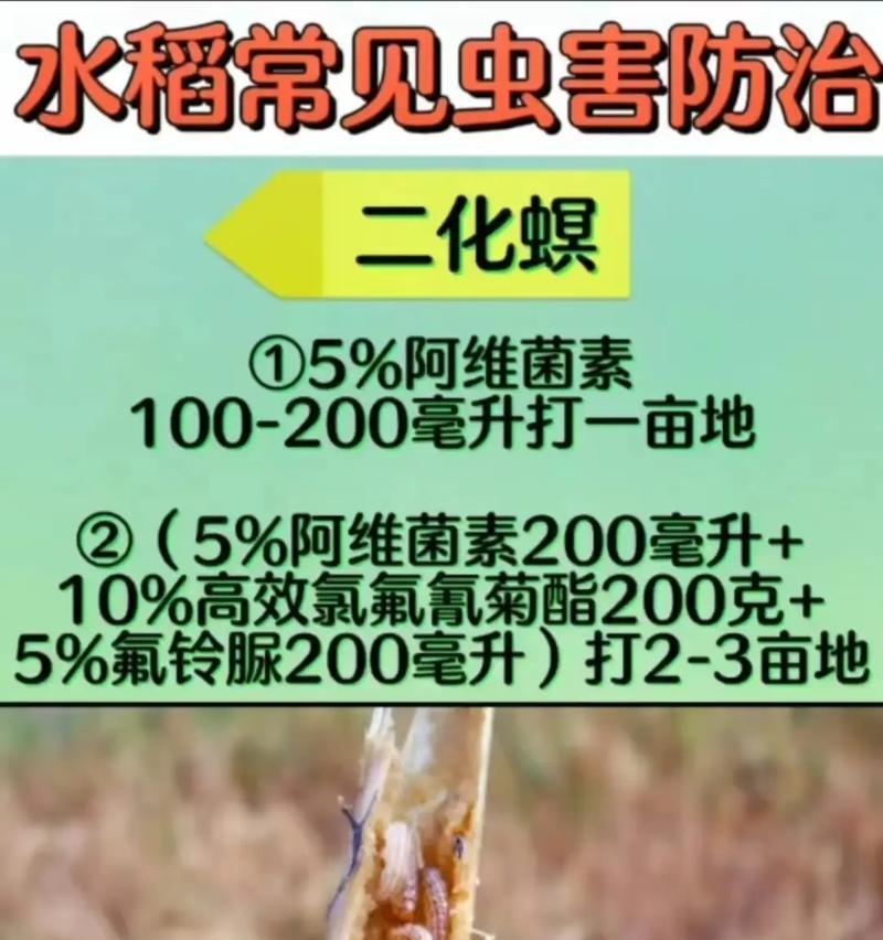 水稻种植密度过大得什么病？如何预防和治疗水稻密度过大引起的病害？