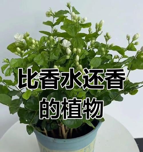 茉莉花香水代表了什么？