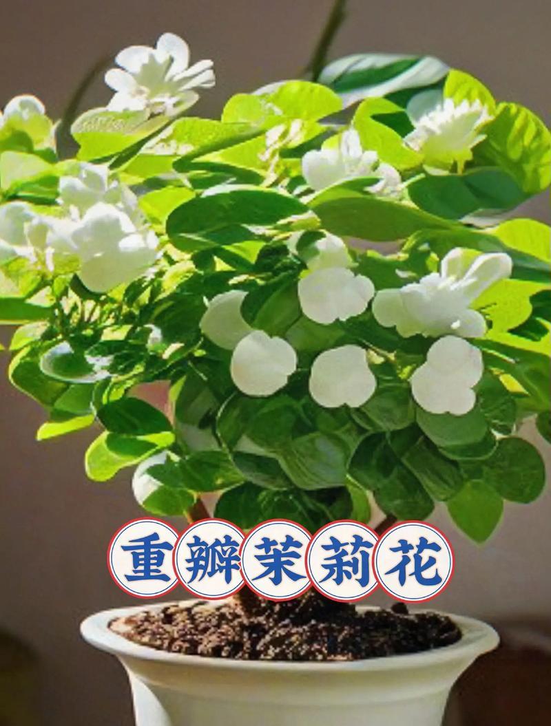 茉莉花香水代表了什么？