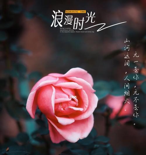 粉色玫瑰花的含义是什么？