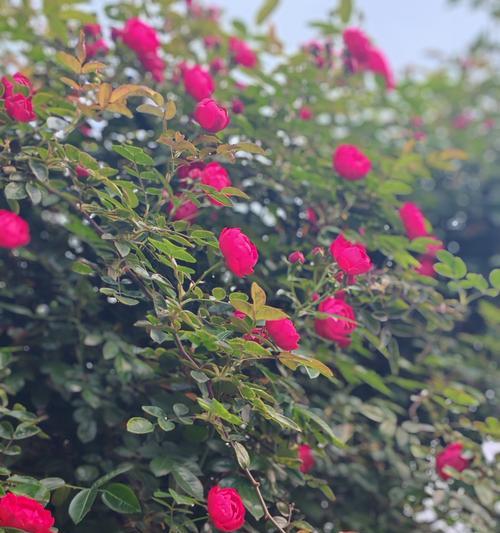 粉色玫瑰花的含义是什么？