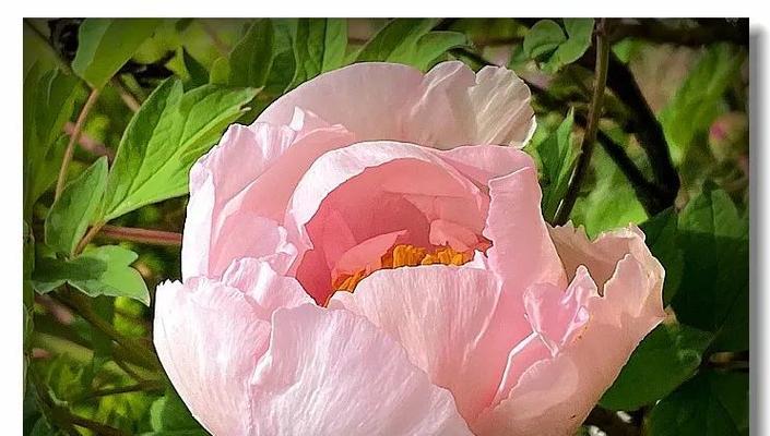 粉牡丹菊的花语是什么？粉牡丹菊代表了哪些情感？