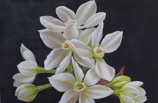 最自信的玫瑰花语是什么？大波斯菊的花语又是什么？