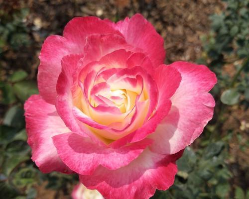 最自信的玫瑰花语是什么？大波斯菊的花语又是什么？