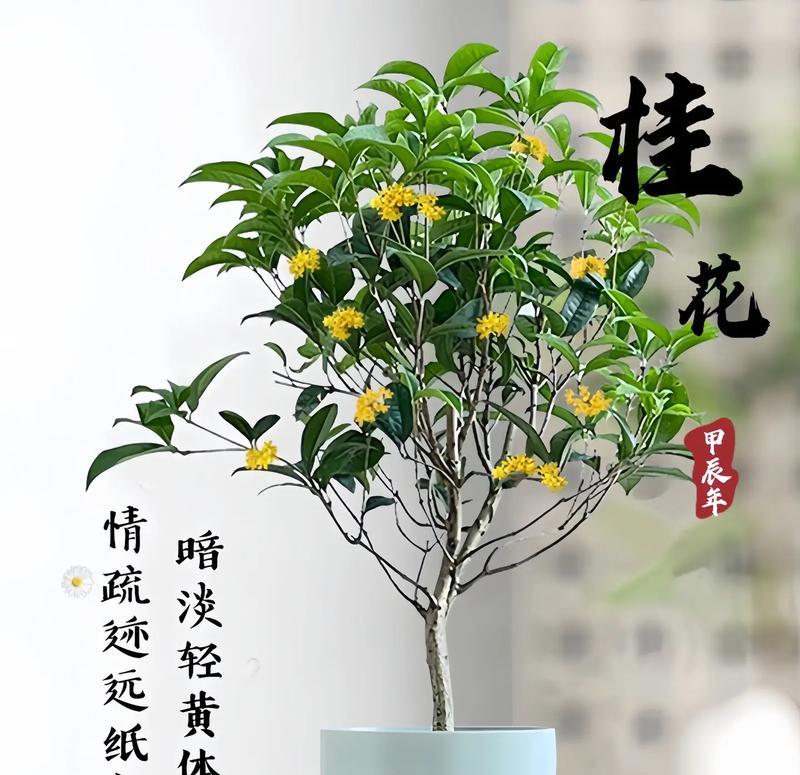 桂花作为礼物的花语是什么？寓意何在？