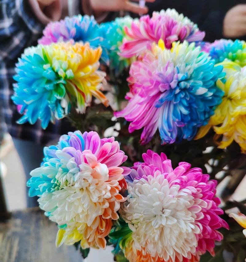 绿菊的花语是什么？它在菊花中代表了什么？