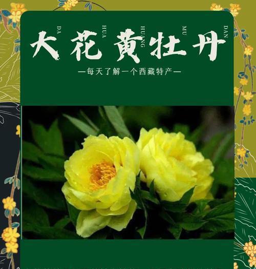 黄牡丹的花语有何独特之处？