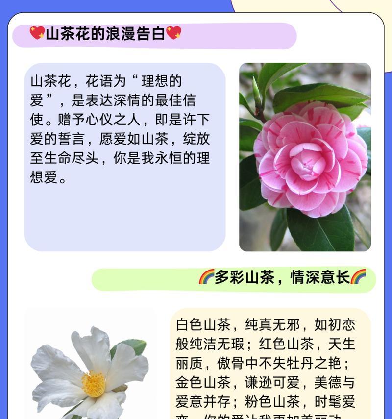 “只做朋友”这一关系的花语是什么？