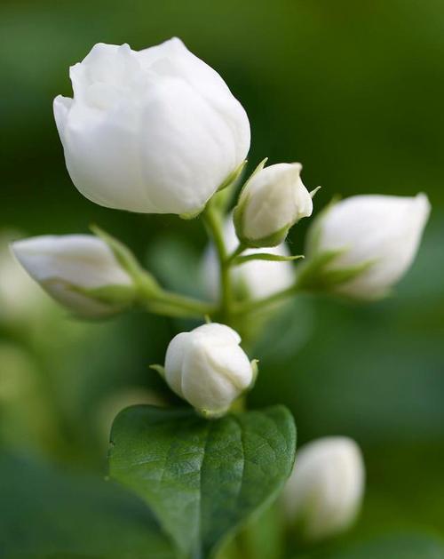 绿茉莉的花语代表什么？