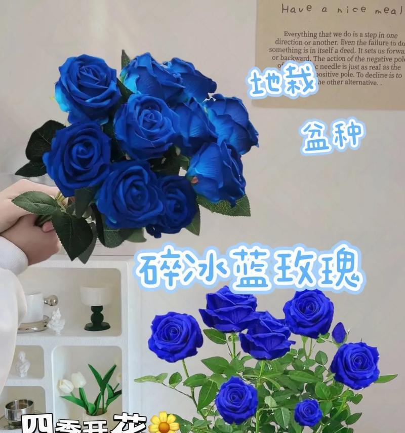 蓝玫瑰代表的花语和寓意是什么？