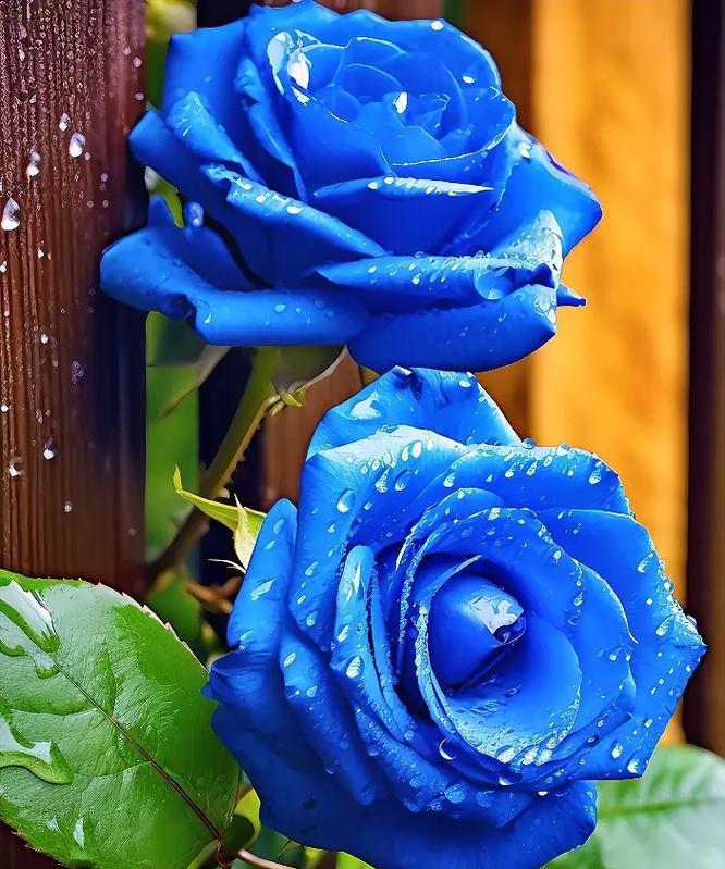 蓝玫瑰代表的花语和寓意是什么？