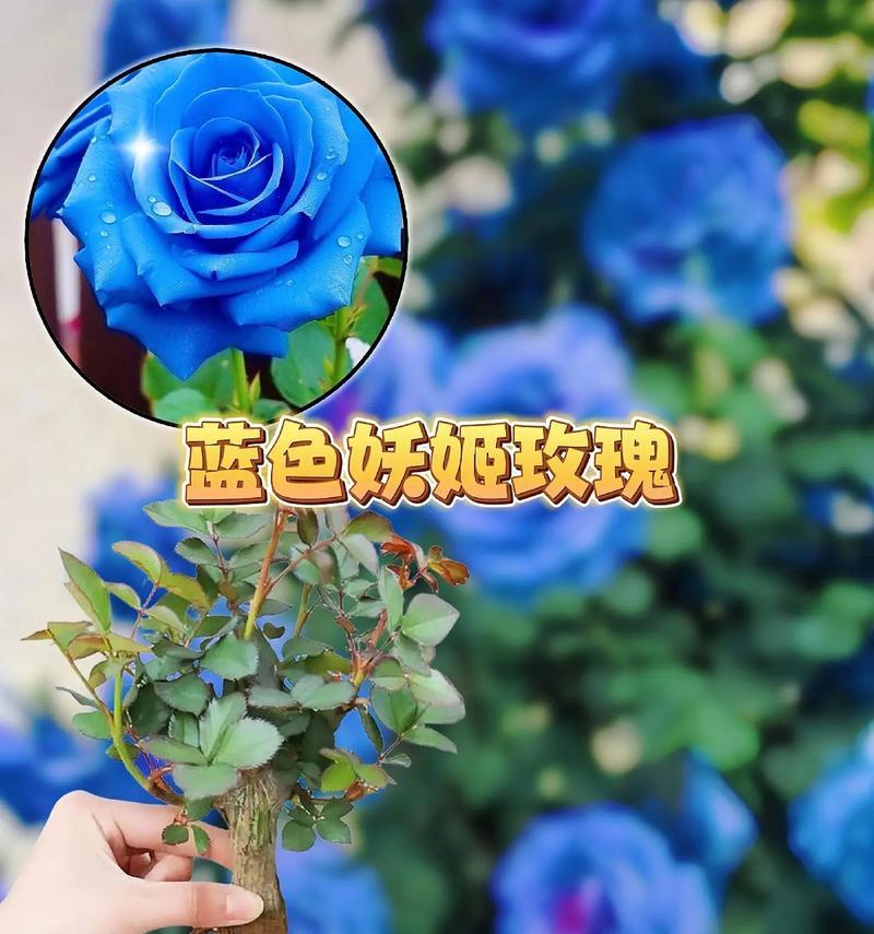 蓝玫瑰代表的花语和寓意是什么？