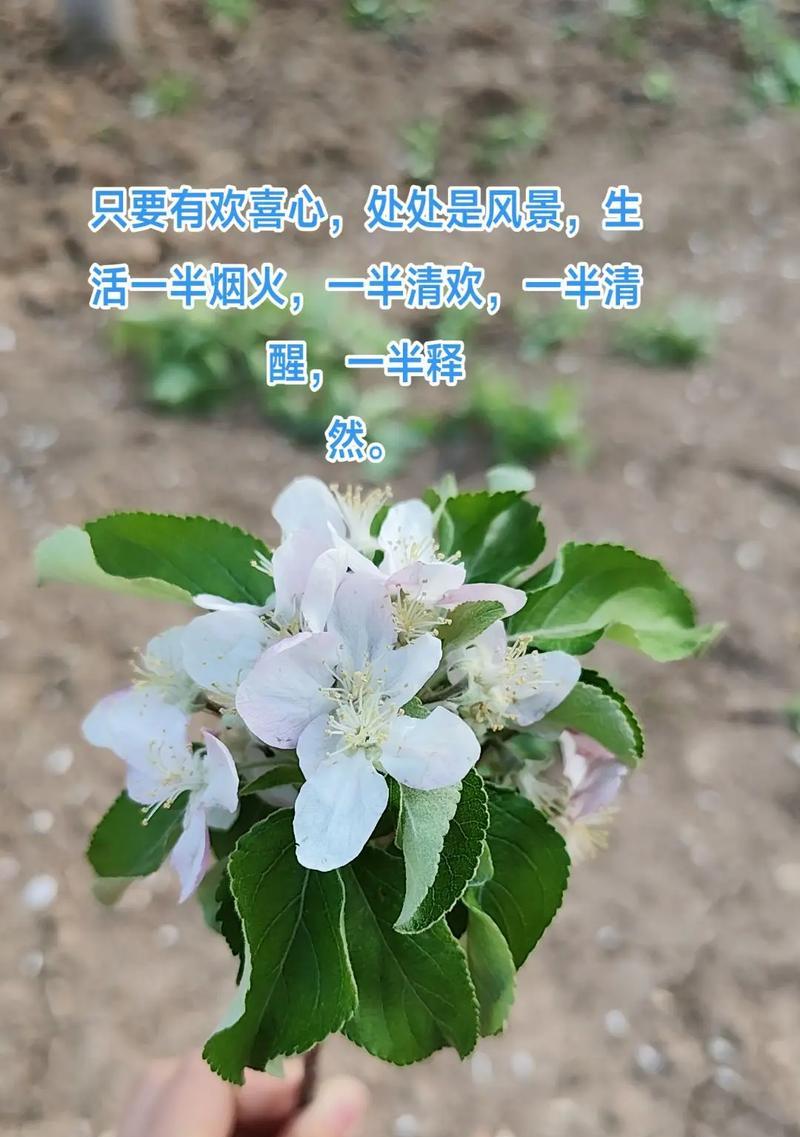哪种花的花语代表原谅？花语中原谅的含义是什么？