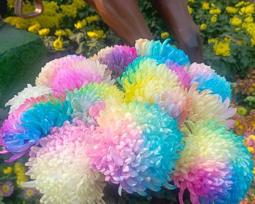 哪种花的花语代表原谅？花语中原谅的含义是什么？