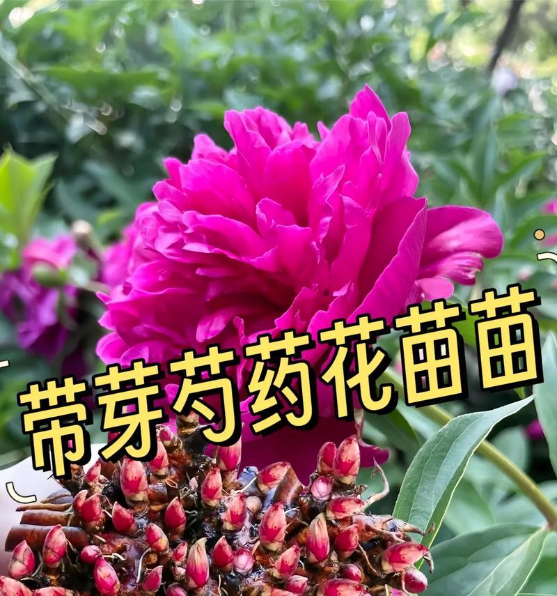 十六朵花的花情花语有何特别之处？