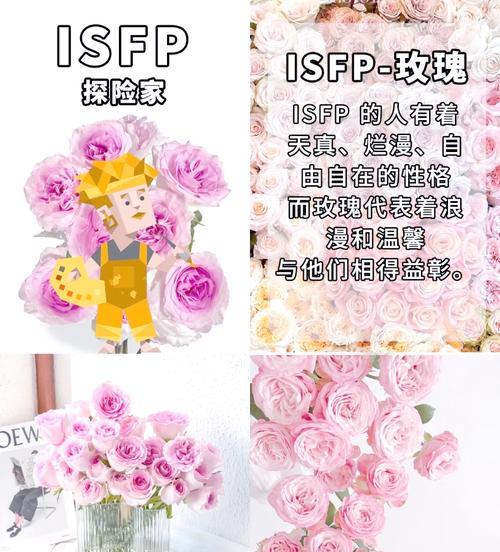 十六朵花的花情花语有何特别之处？