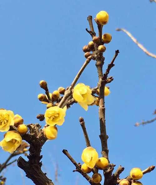 和腊梅在一起的花语是什么？腊梅与其他花搭配的花语含义是什么？