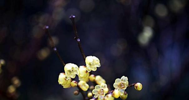 和腊梅在一起的花语是什么？腊梅与其他花搭配的花语含义是什么？