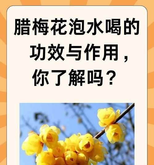 和腊梅在一起的花语是什么？腊梅与其他花搭配的花语含义是什么？