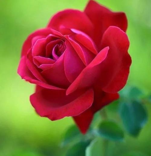 66朵红玫瑰的花语含义是什么？