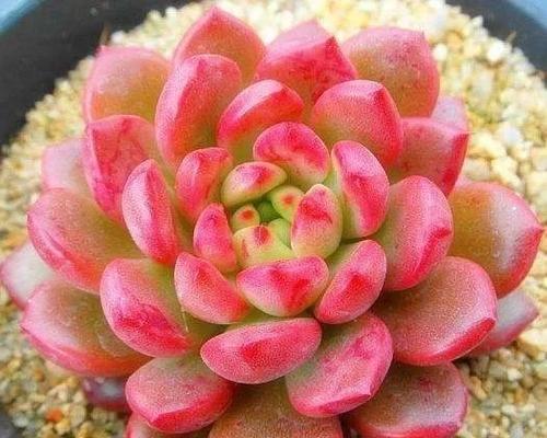 花语换魂谢琳的最终结局会怎样？