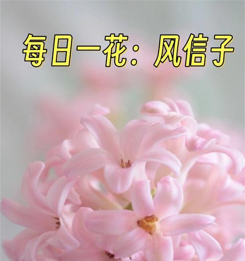 汹涌的爱意花语表达了哪些情感？