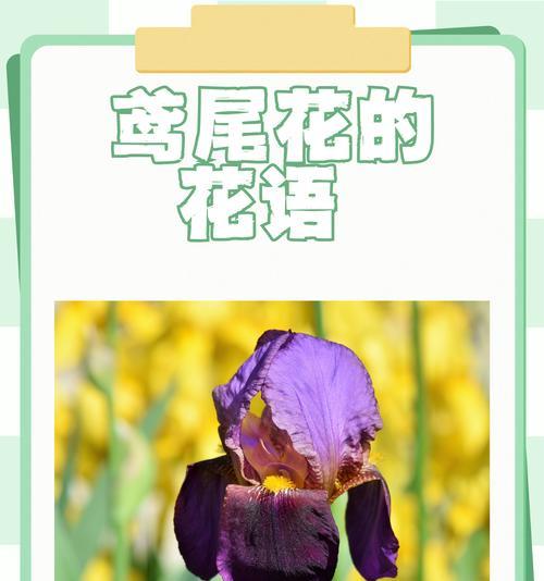汹涌的爱意花语表达了哪些情感？