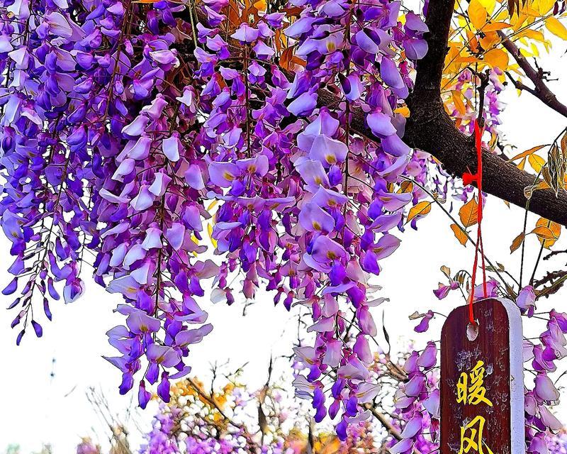 紫藤花语和寓意是什么？如何识别紫藤？
