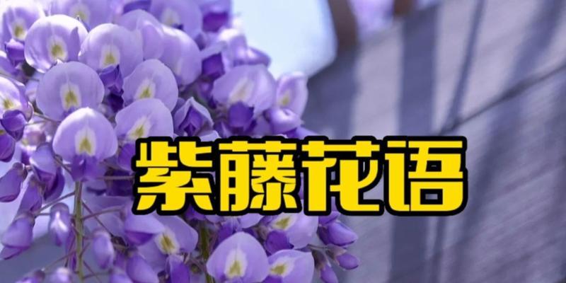 紫藤花语和寓意是什么？如何识别紫藤？