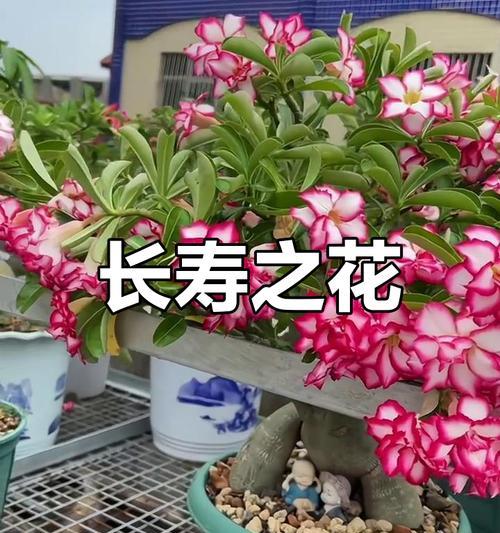 哪种花象征着永恒的生命？