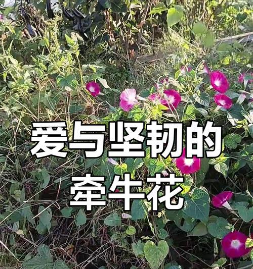 哪种花象征着永恒的生命？