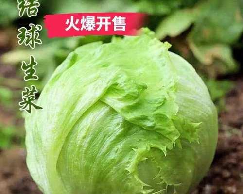 生菜的花语和寓意是什么？