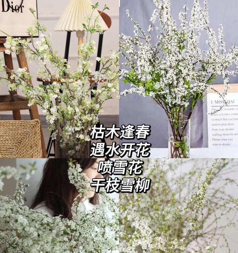 雪柳干枝枯木逢春花语是什么？雪柳的花语寓意是什么？