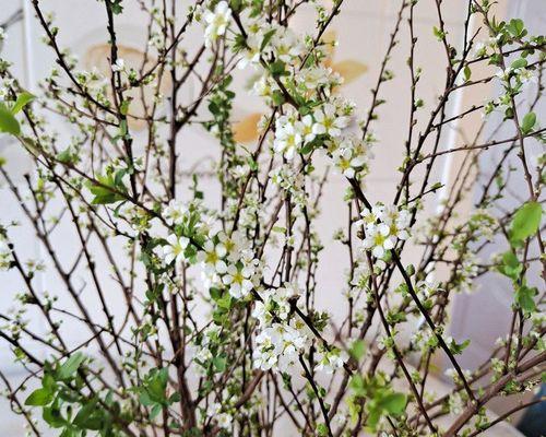 雪柳干枝枯木逢春花语是什么？雪柳的花语寓意是什么？