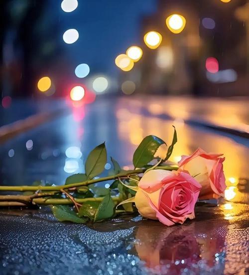 红色玫瑰在风雨中象征着什么？