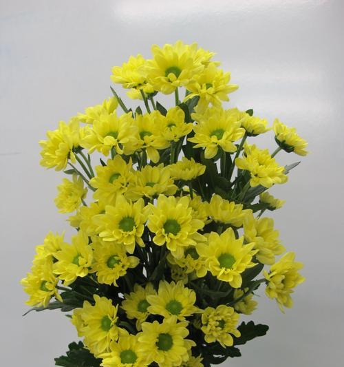 菊花上放置玫瑰花代表了什么？这种搭配在花语中意味着什么？