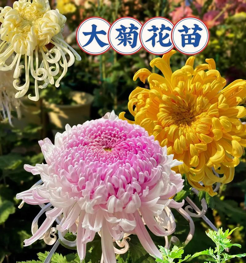 菊花上放置玫瑰花代表了什么？这种搭配在花语中意味着什么？