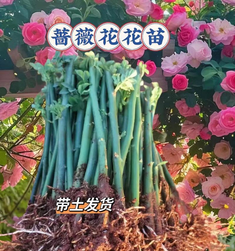 蔷薇花的花语有哪些含义？
