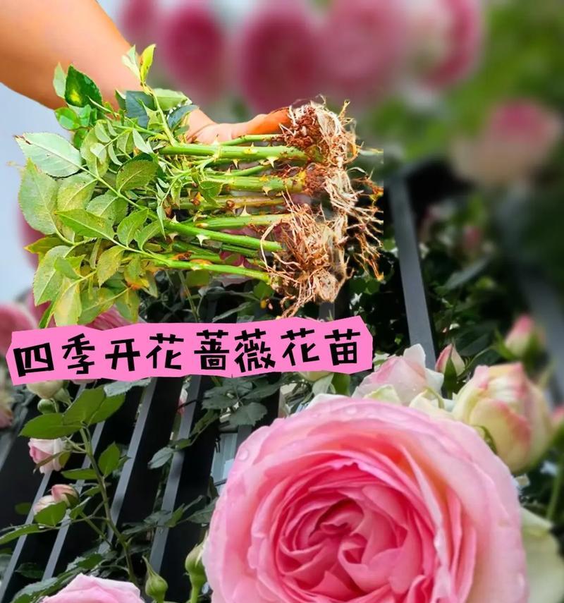蔷薇花的花语有哪些含义？