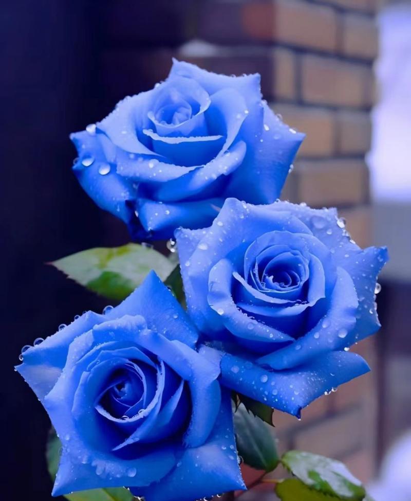 蓝玫瑰精灵的花语代表什么含义？