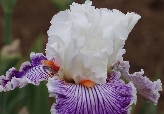 鸢尾百合花语代表什么？
