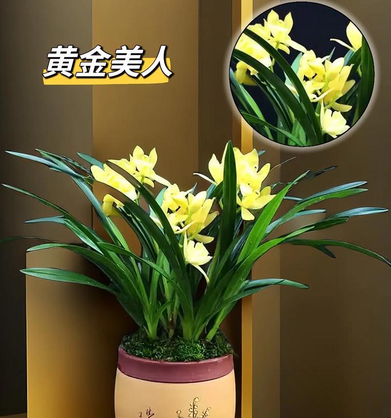 鹅头兰花的花语有何深意？