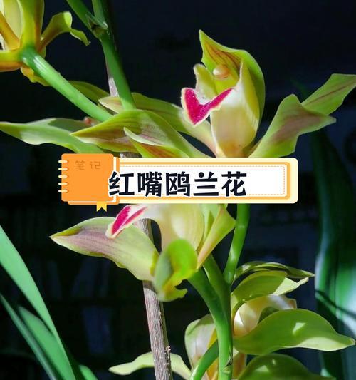 鹅头兰花的花语有何深意？
