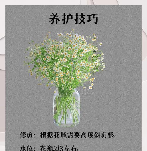 洋甘菊花语有哪些寓意？