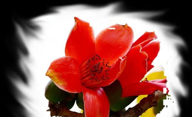 合唱春天的花语代表了什么？