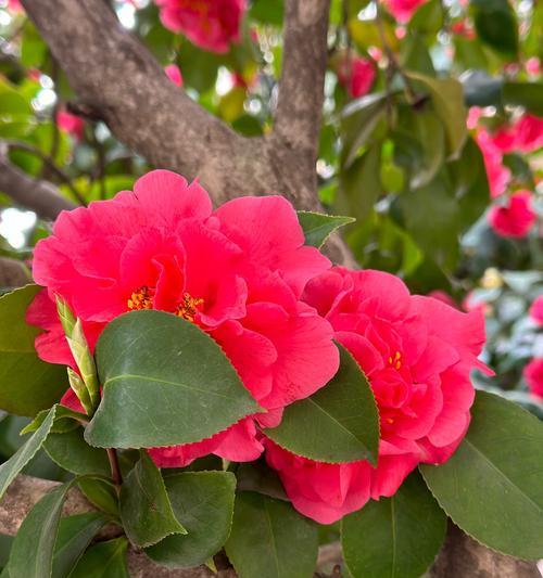 山茶花的花语有哪些含义？